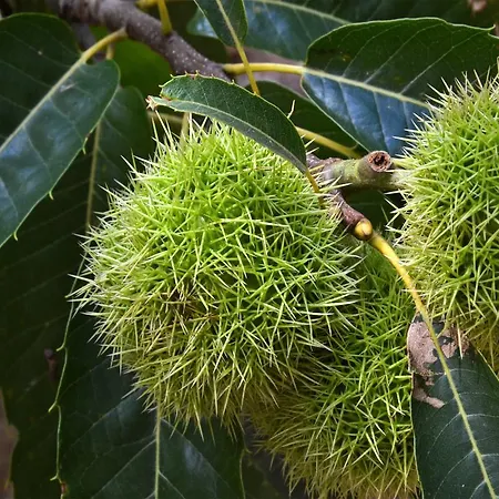 O Palleiro Do Pe Do Forno 3*