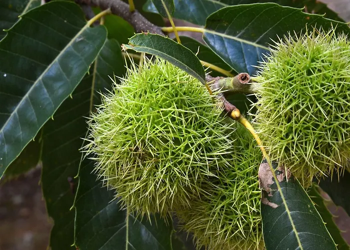 O Palleiro Do Pe Do Forno 3*